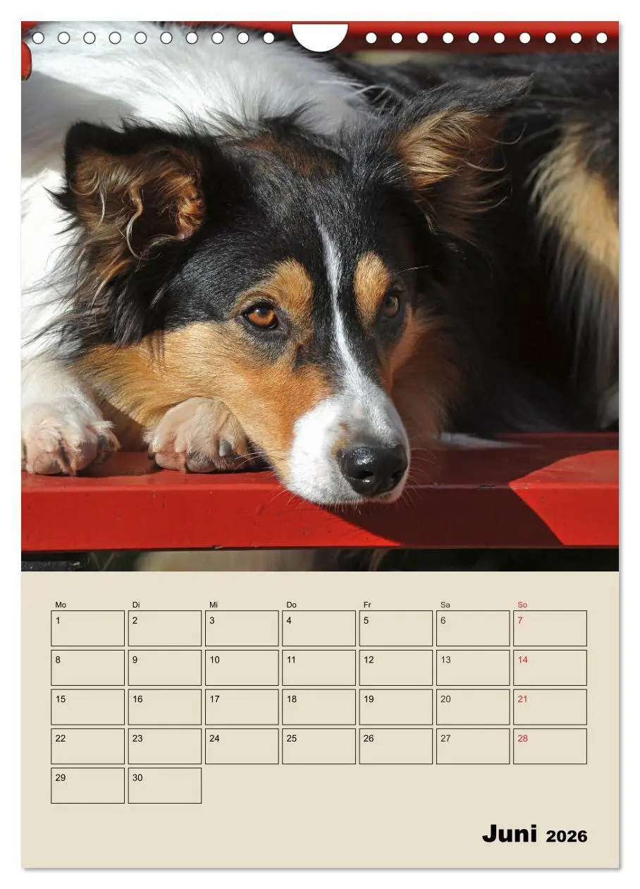 Bild: 9783516388206 | Border Collie - Ein Familienplaner (Wandkalender 2026 DIN A4 hoch),...