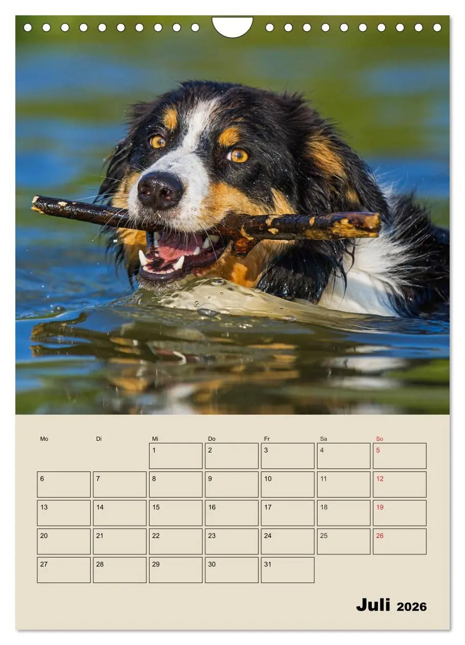 Bild: 9783516388206 | Border Collie - Ein Familienplaner (Wandkalender 2026 DIN A4 hoch),...