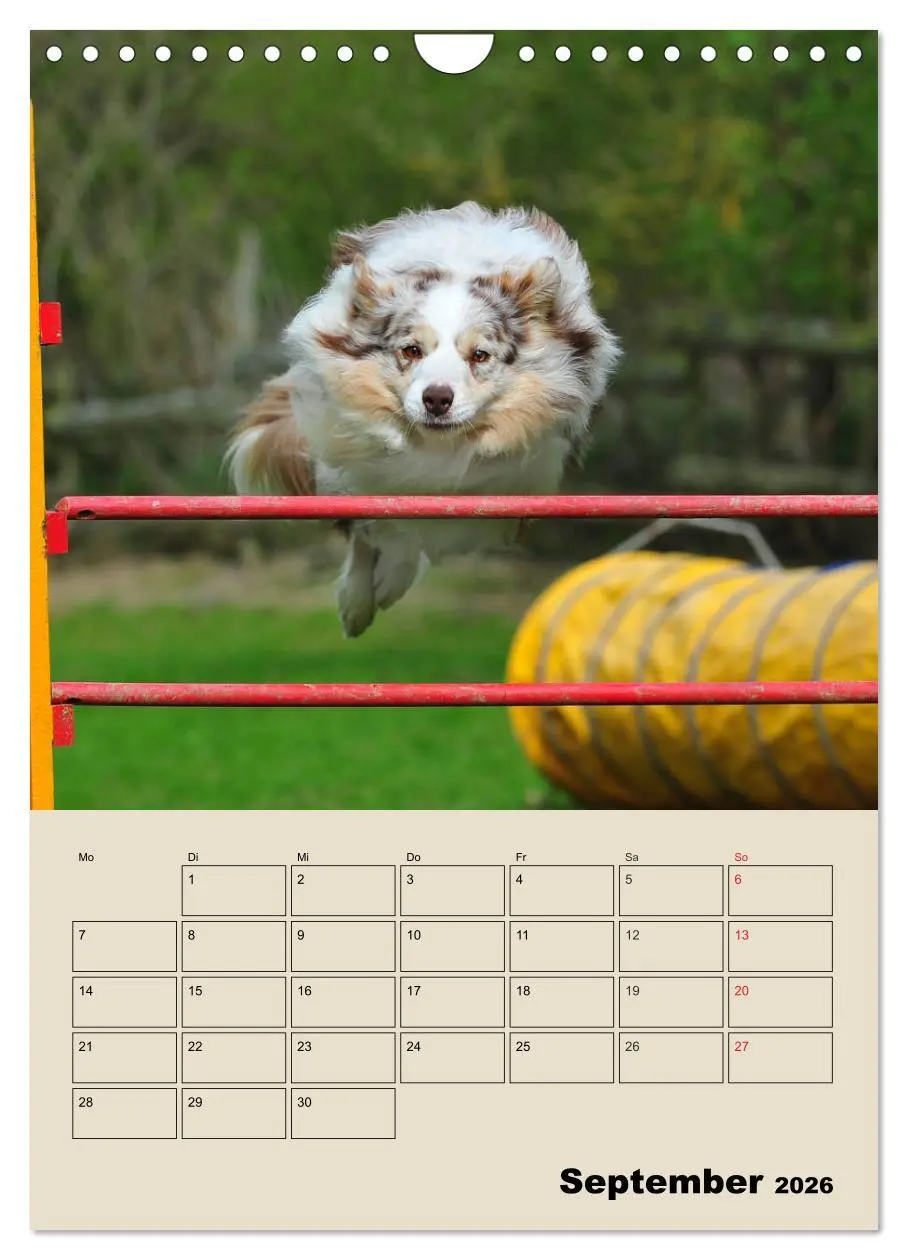 Bild: 9783516388206 | Border Collie - Ein Familienplaner (Wandkalender 2026 DIN A4 hoch),...