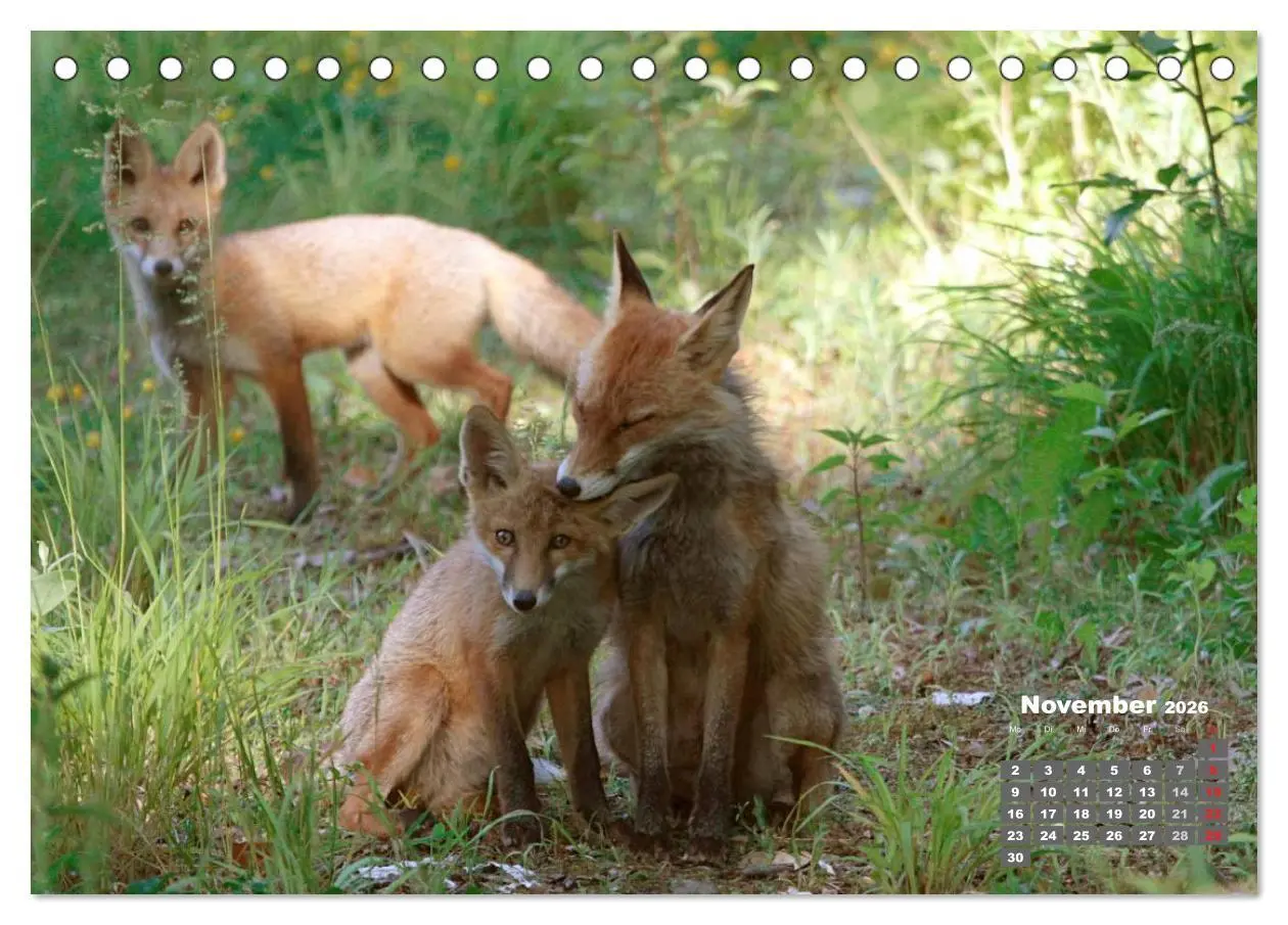 Bild: 9783457948606 | Familie Fuchs hautnah in Berlin (Tischkalender 2026 DIN A5 quer),...