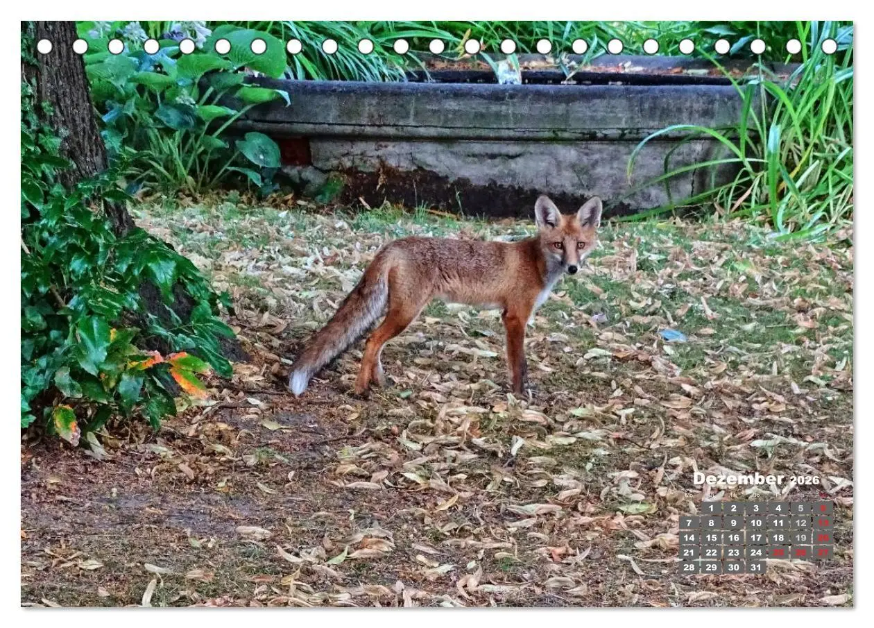 Bild: 9783457948606 | Familie Fuchs hautnah in Berlin (Tischkalender 2026 DIN A5 quer),...