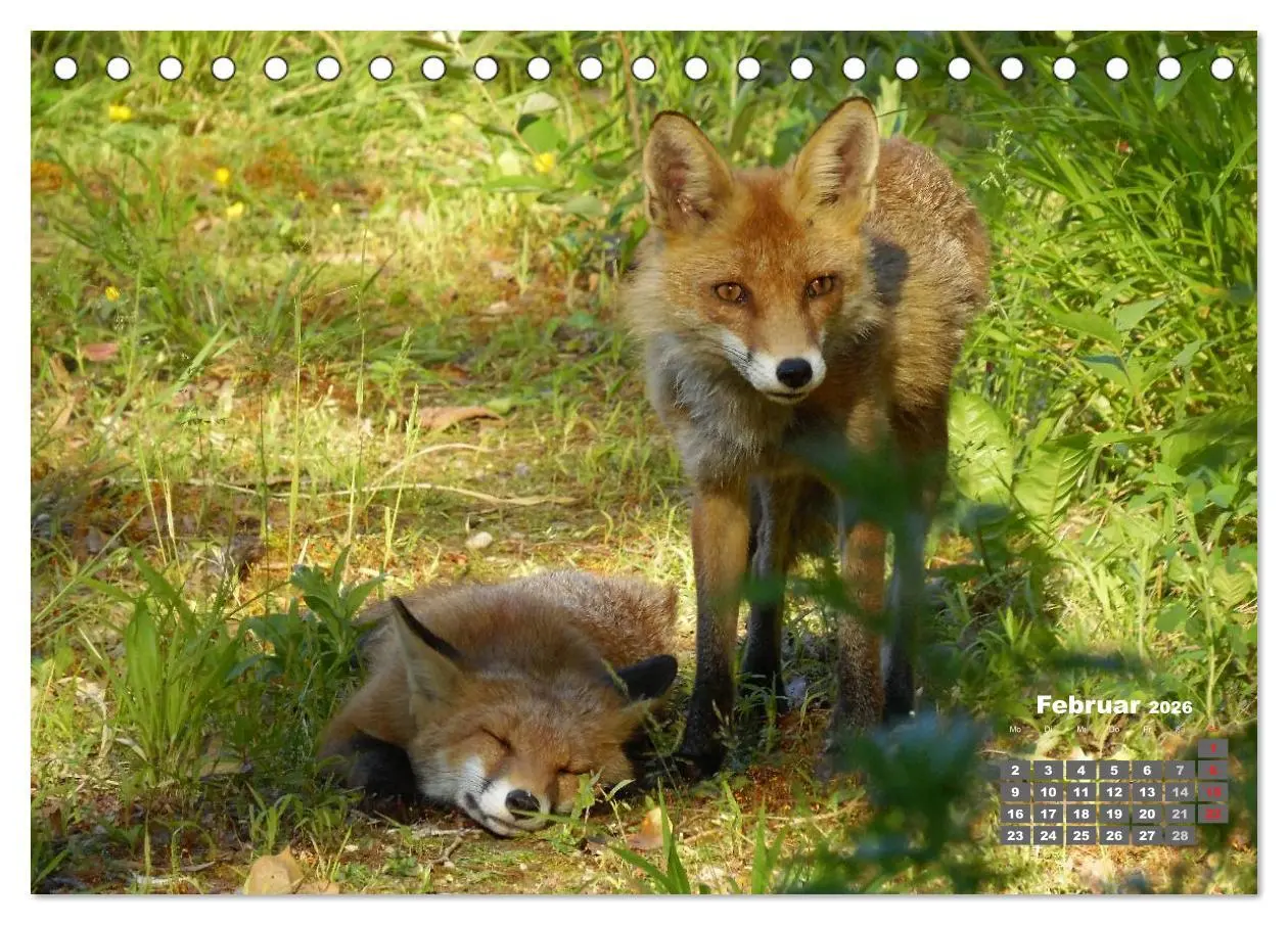 Bild: 9783457948606 | Familie Fuchs hautnah in Berlin (Tischkalender 2026 DIN A5 quer),...