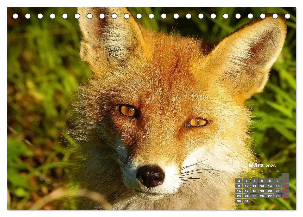 Bild: 9783457948606 | Familie Fuchs hautnah in Berlin (Tischkalender 2026 DIN A5 quer),...