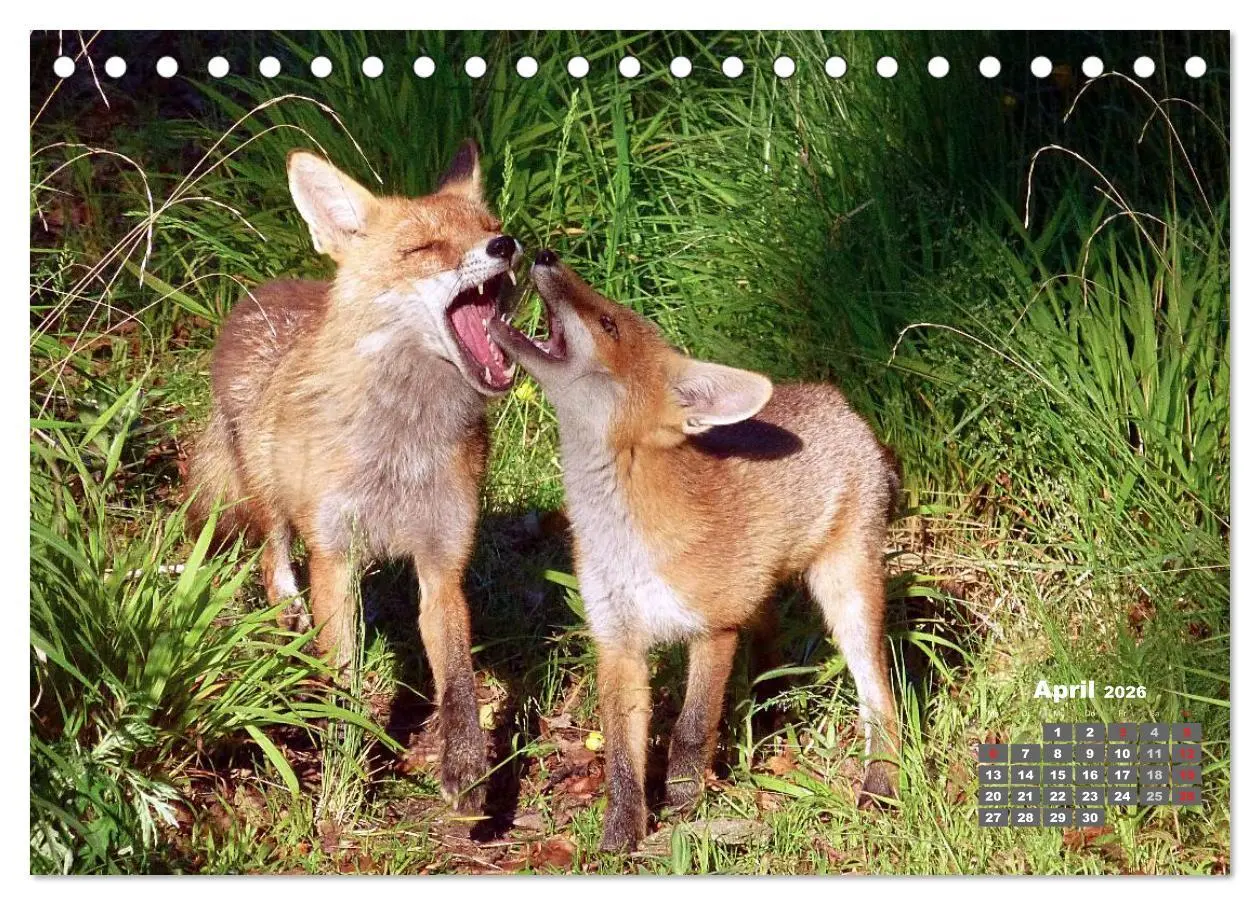 Bild: 9783457948606 | Familie Fuchs hautnah in Berlin (Tischkalender 2026 DIN A5 quer),...
