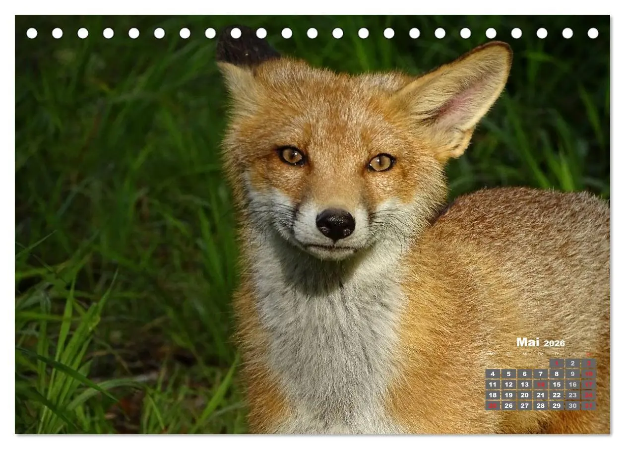Bild: 9783457948606 | Familie Fuchs hautnah in Berlin (Tischkalender 2026 DIN A5 quer),...