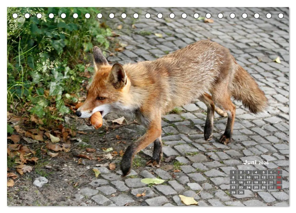 Bild: 9783457948606 | Familie Fuchs hautnah in Berlin (Tischkalender 2026 DIN A5 quer),...