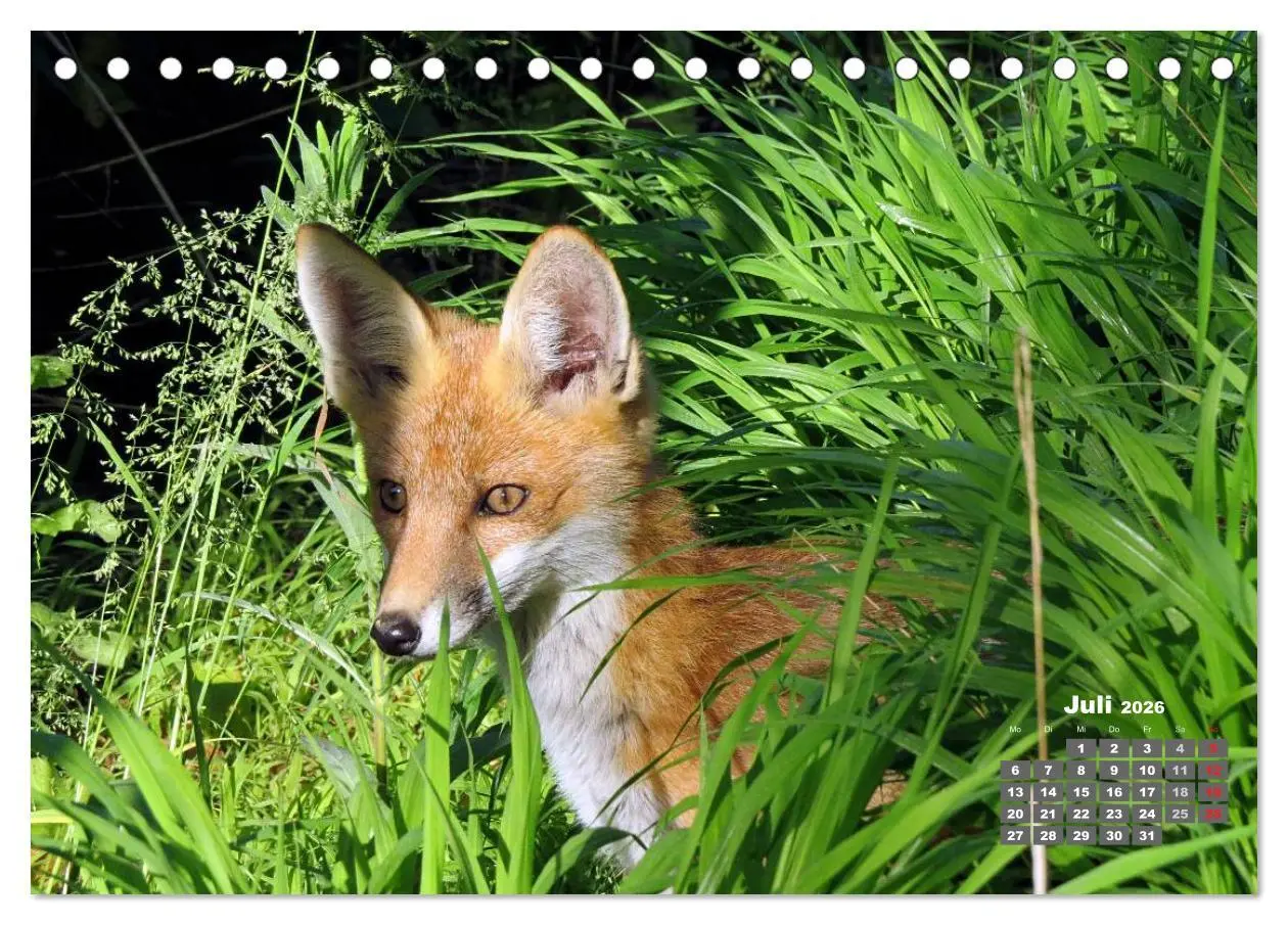 Bild: 9783457948606 | Familie Fuchs hautnah in Berlin (Tischkalender 2026 DIN A5 quer),...