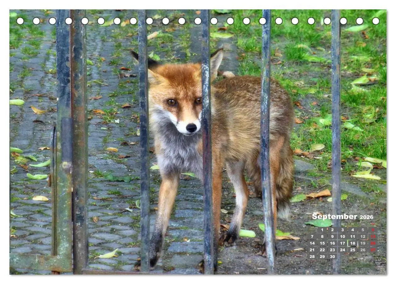 Bild: 9783457948606 | Familie Fuchs hautnah in Berlin (Tischkalender 2026 DIN A5 quer),...