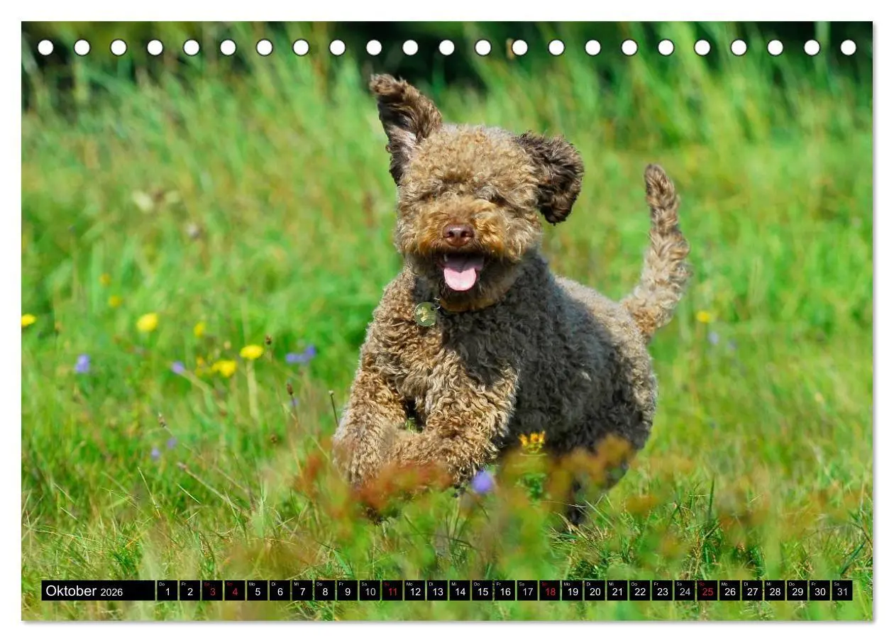 Bild: 9783516028706 | Lagotto Romagnolo - Italienischer Trüffelhund (Tischkalender 2026...