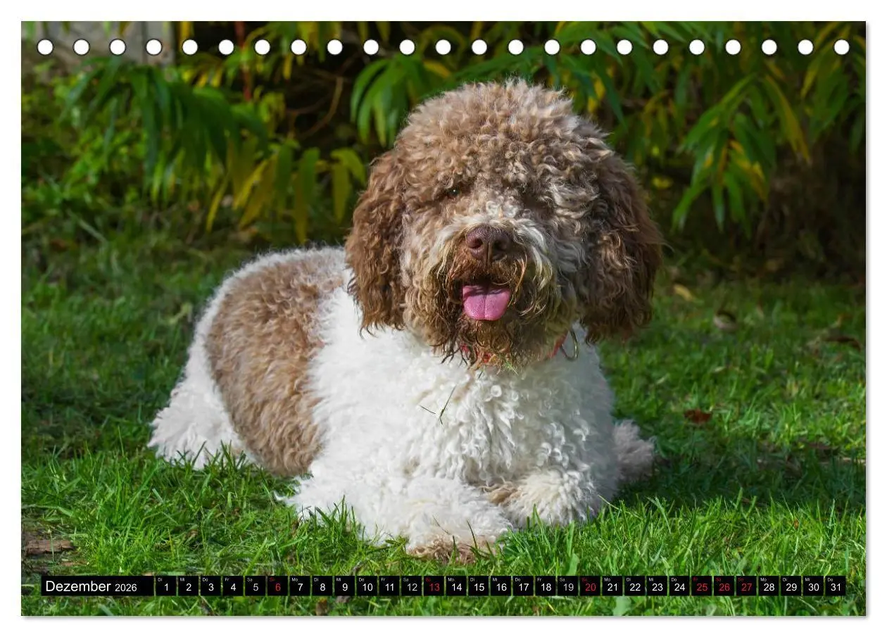 Bild: 9783516028706 | Lagotto Romagnolo - Italienischer Trüffelhund (Tischkalender 2026...