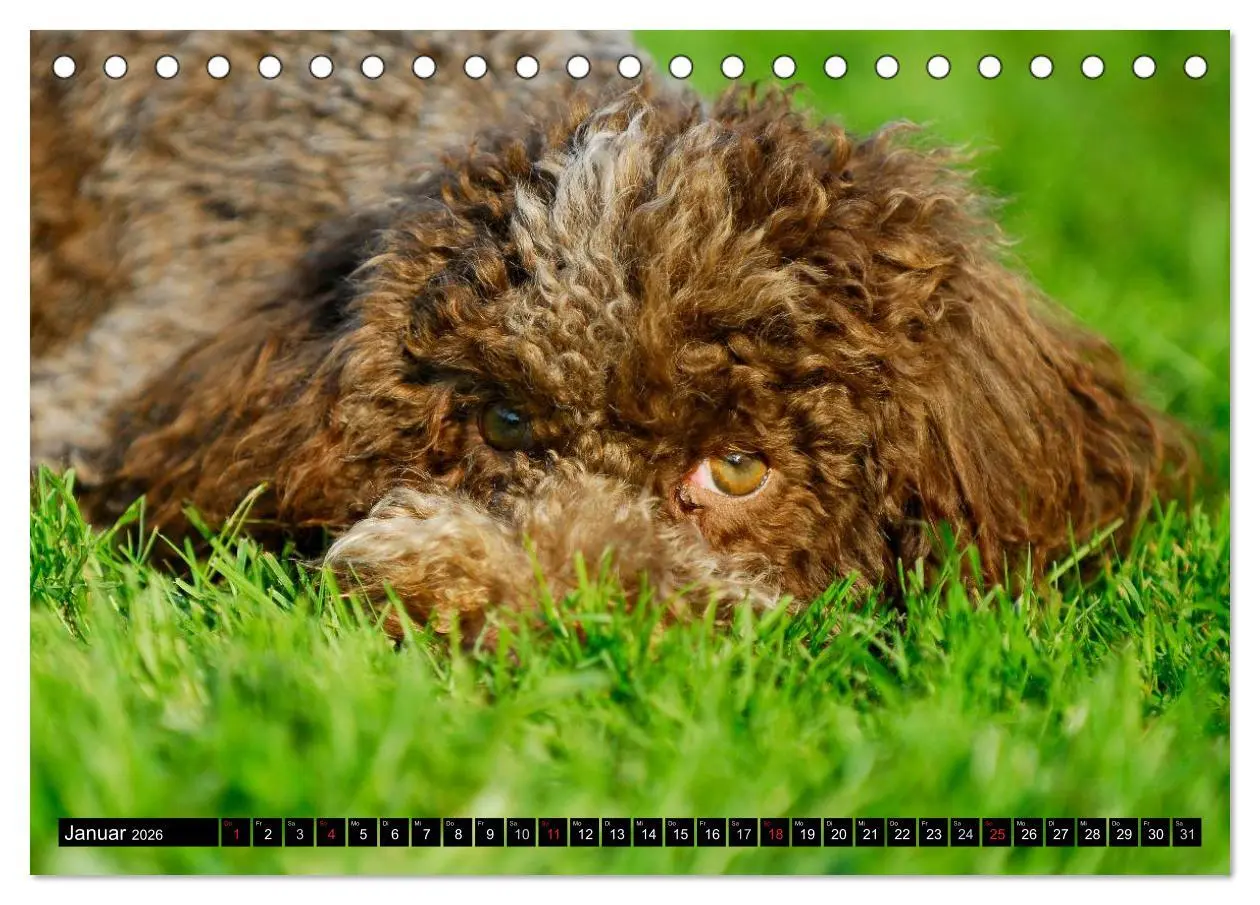 Bild: 9783516028706 | Lagotto Romagnolo - Italienischer Trüffelhund (Tischkalender 2026...