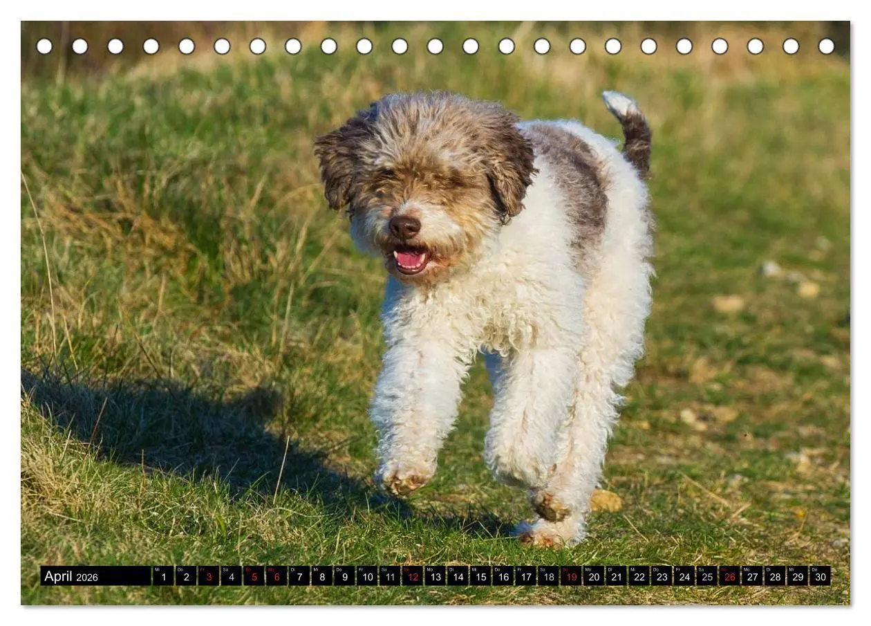 Bild: 9783516028706 | Lagotto Romagnolo - Italienischer Trüffelhund (Tischkalender 2026...