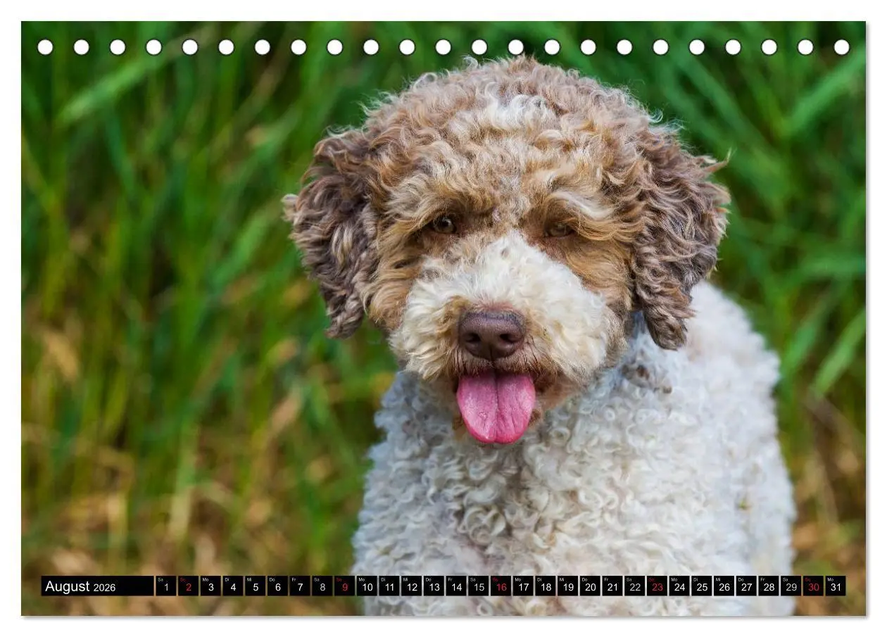 Bild: 9783516028706 | Lagotto Romagnolo - Italienischer Trüffelhund (Tischkalender 2026...