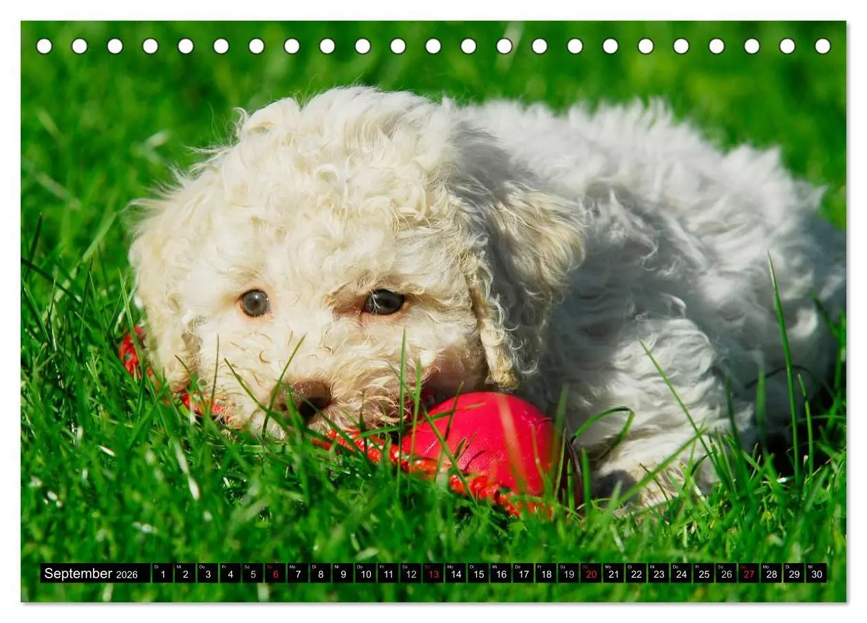 Bild: 9783516028706 | Lagotto Romagnolo - Italienischer Trüffelhund (Tischkalender 2026...