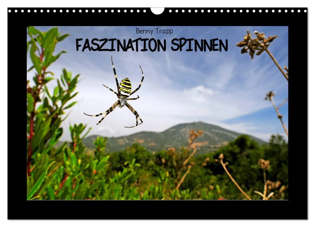 Cover: 9783457928806 | Faszination Spinnen (Wandkalender 2026 DIN A3 quer), CALVENDO...