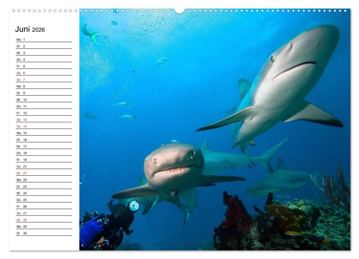 Bild: 9783516119206 | Tauchen - Abenteuer in Neptuns Wunderwelt (hochwertiger Premium...