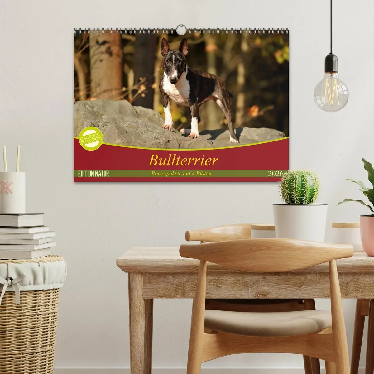 Bild: 9783457879306 | Bullterrier, Powerpakete auf 4 Pfoten (Wandkalender 2026 DIN A3...