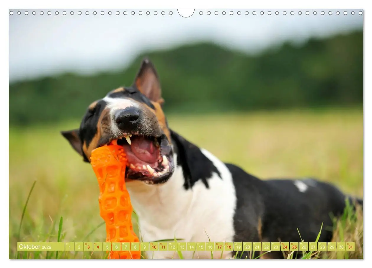 Bild: 9783457879306 | Bullterrier, Powerpakete auf 4 Pfoten (Wandkalender 2026 DIN A3...