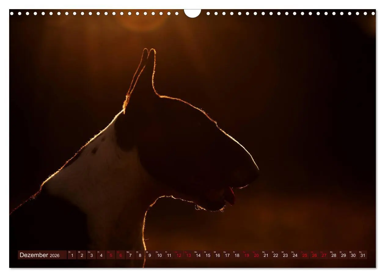 Bild: 9783457879306 | Bullterrier, Powerpakete auf 4 Pfoten (Wandkalender 2026 DIN A3...