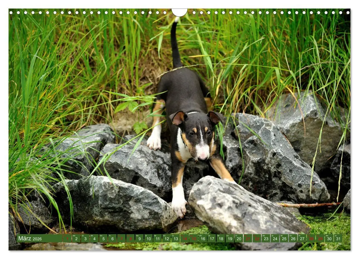 Bild: 9783457879306 | Bullterrier, Powerpakete auf 4 Pfoten (Wandkalender 2026 DIN A3...