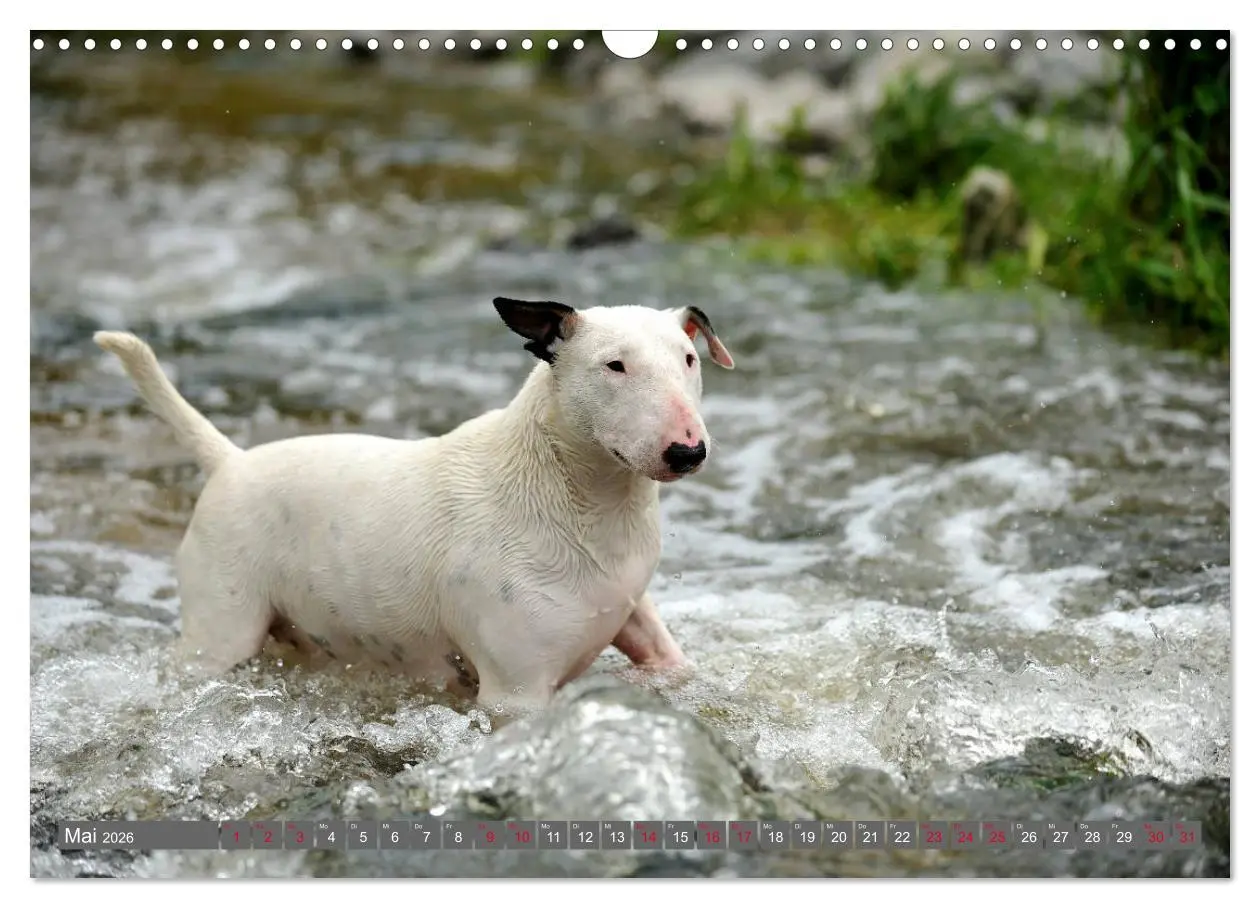 Bild: 9783457879306 | Bullterrier, Powerpakete auf 4 Pfoten (Wandkalender 2026 DIN A3...