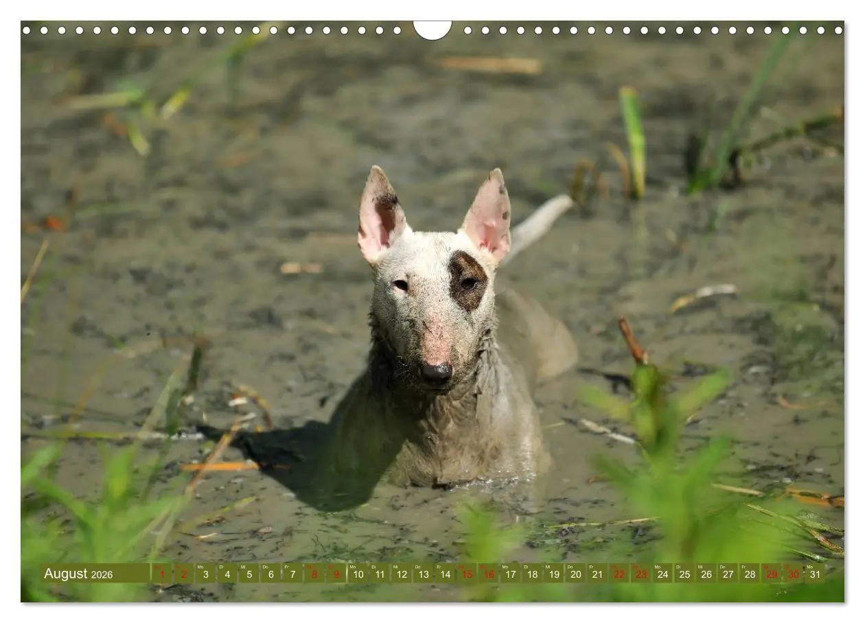 Bild: 9783457879306 | Bullterrier, Powerpakete auf 4 Pfoten (Wandkalender 2026 DIN A3...