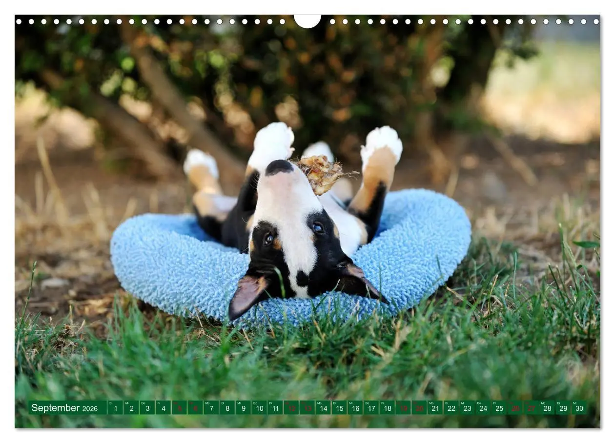 Bild: 9783457879306 | Bullterrier, Powerpakete auf 4 Pfoten (Wandkalender 2026 DIN A3...