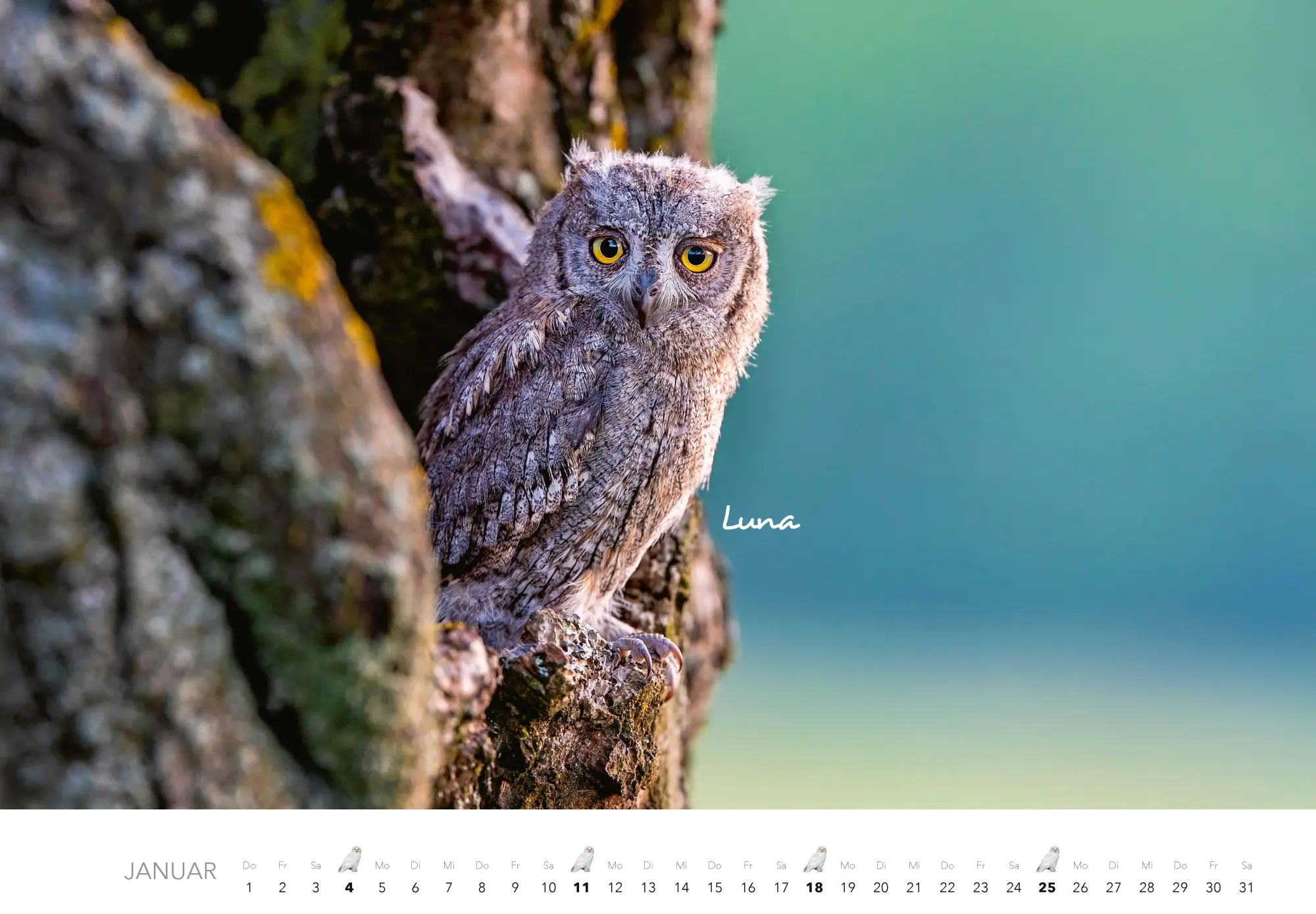 Bild: 9783966649506 | Eulen Kalender 2026 | J. -L. Klein (u. a.) | Kalender | 14 S. | 2026