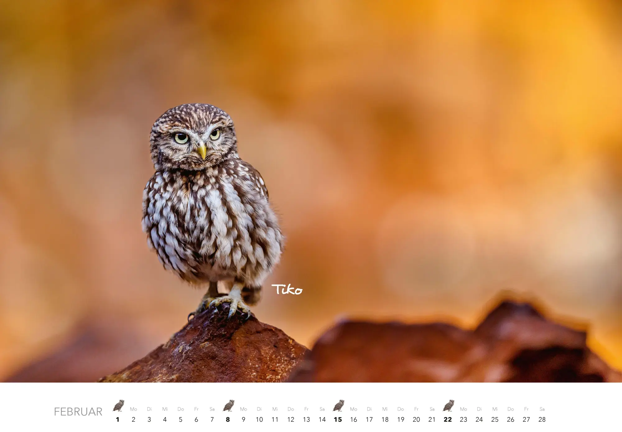 Bild: 9783966649506 | Eulen Kalender 2026 | J. -L. Klein (u. a.) | Kalender | 14 S. | 2026