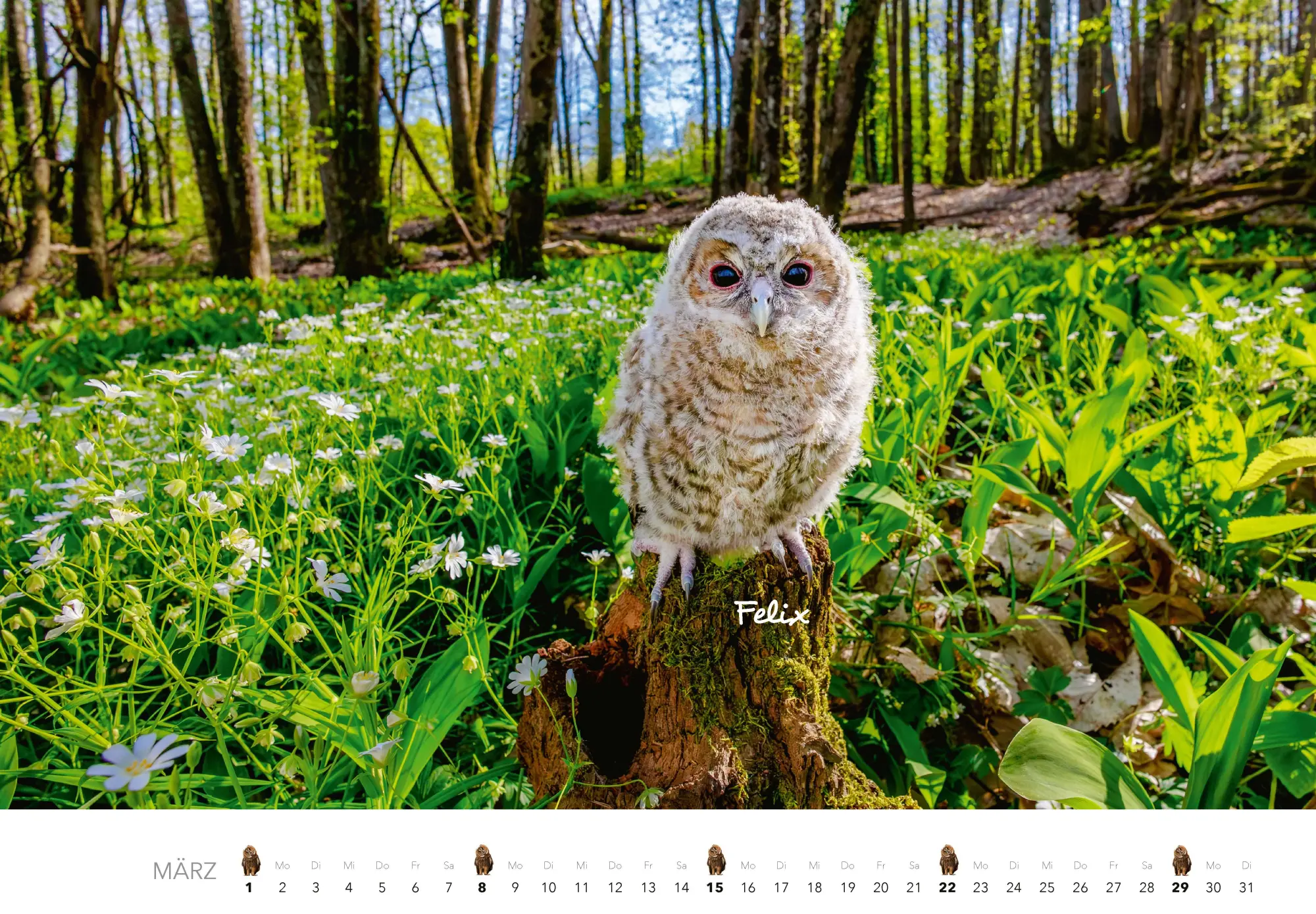 Bild: 9783966649506 | Eulen Kalender 2026 | J. -L. Klein (u. a.) | Kalender | 14 S. | 2026