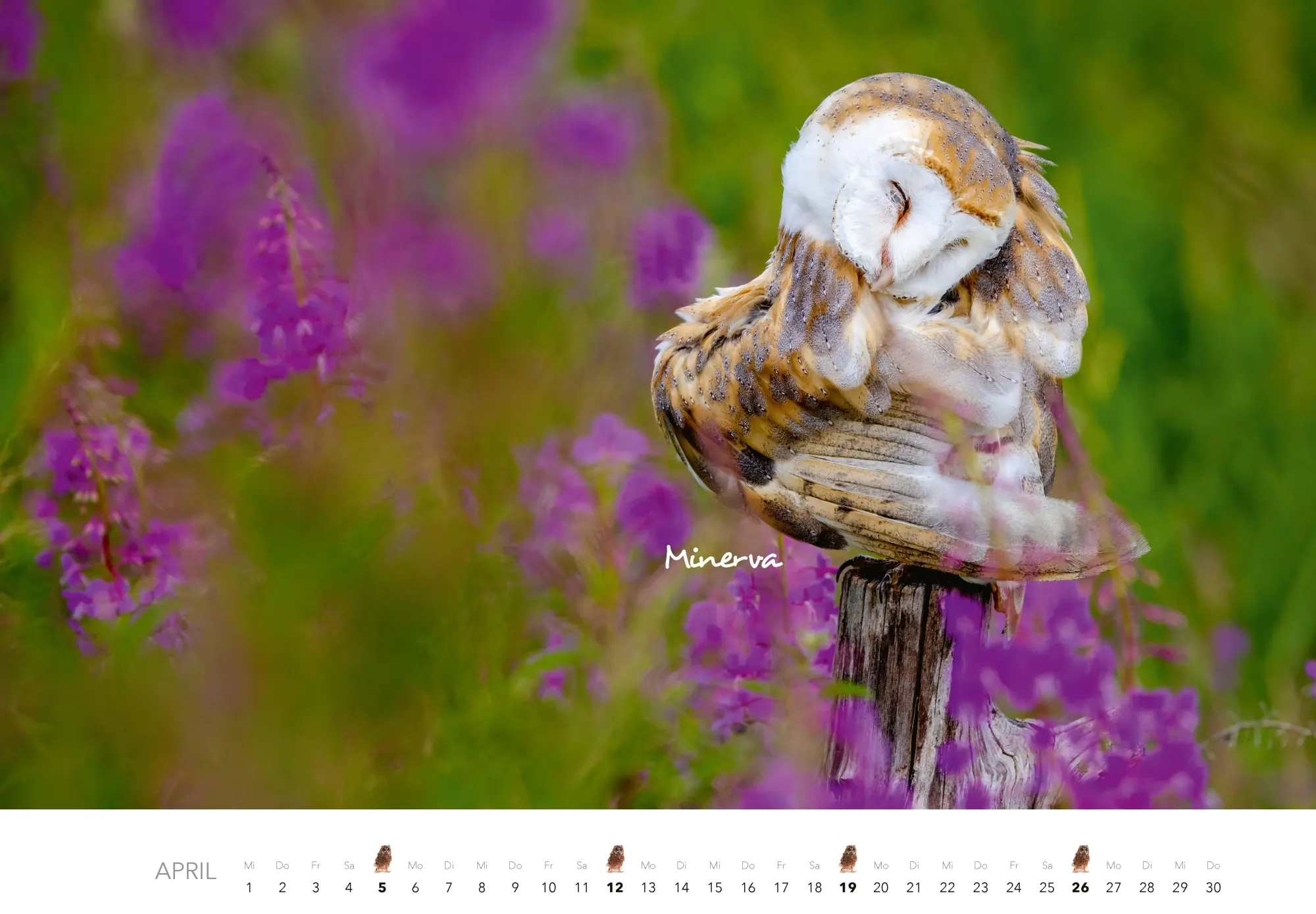 Bild: 9783966649506 | Eulen Kalender 2026 | J. -L. Klein (u. a.) | Kalender | 14 S. | 2026