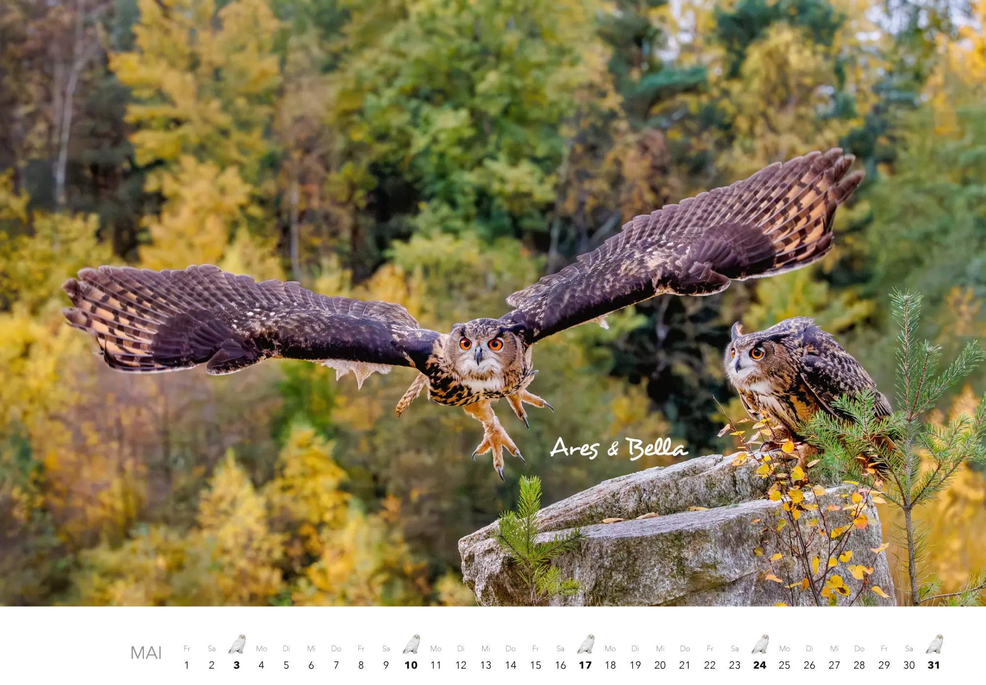 Bild: 9783966649506 | Eulen Kalender 2026 | J. -L. Klein (u. a.) | Kalender | 14 S. | 2026