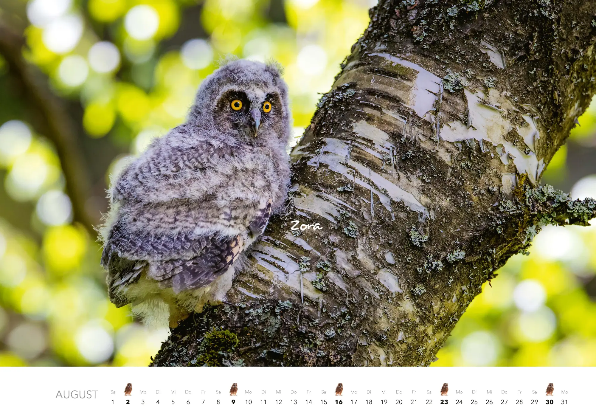 Bild: 9783966649506 | Eulen Kalender 2026 | J. -L. Klein (u. a.) | Kalender | 14 S. | 2026