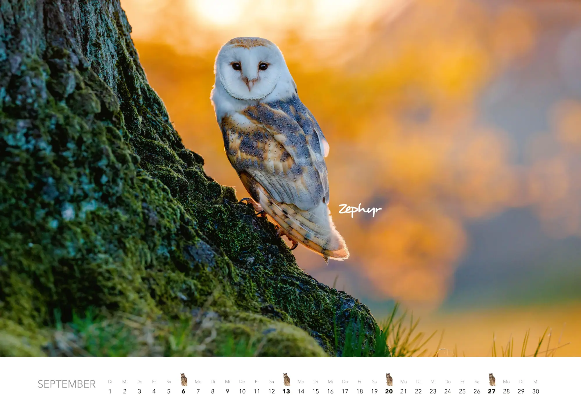 Bild: 9783966649506 | Eulen Kalender 2026 | J. -L. Klein (u. a.) | Kalender | 14 S. | 2026