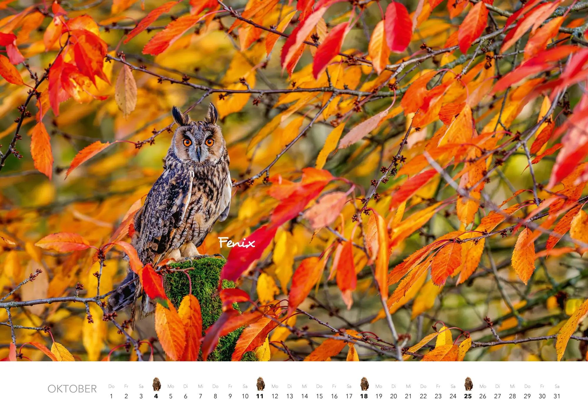 Bild: 9783966649506 | Eulen Kalender 2026 | J. -L. Klein (u. a.) | Kalender | 14 S. | 2026