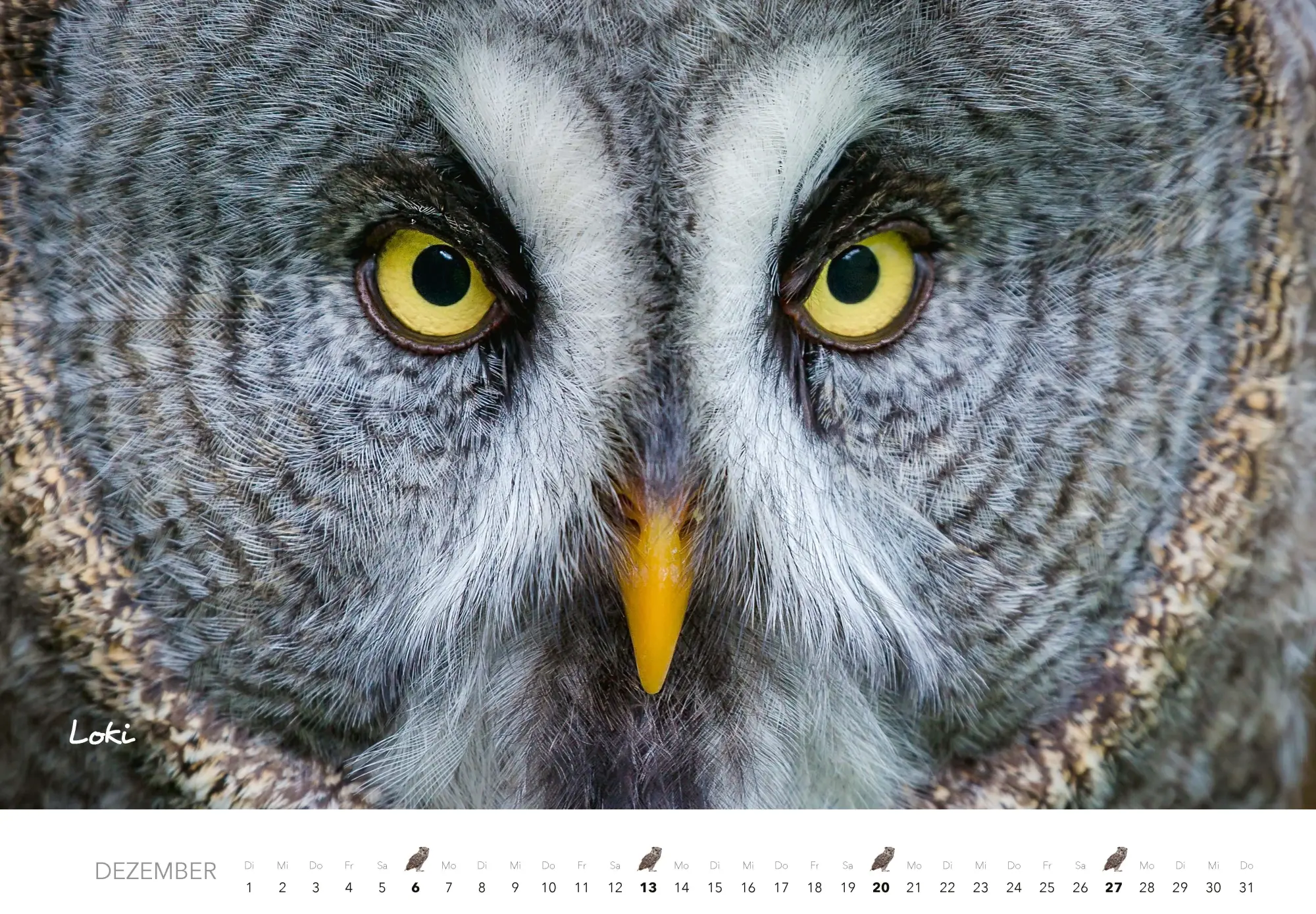 Bild: 9783966649506 | Eulen Kalender 2026 | J. -L. Klein (u. a.) | Kalender | 14 S. | 2026