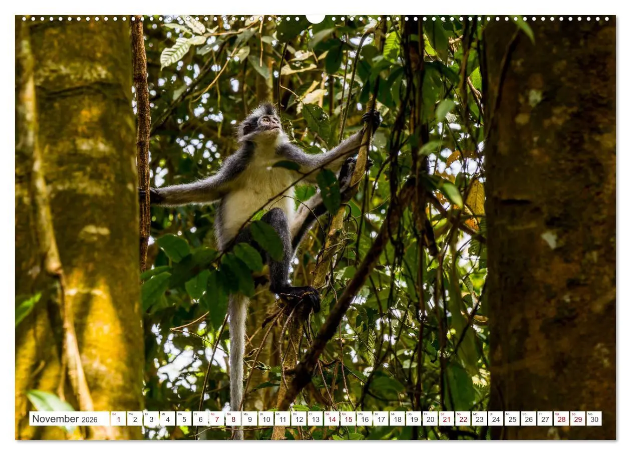 Bild: 9783457389706 | Gunung Leuser Nationalpark Sumatra (Wandkalender 2026 DIN A2 quer),...