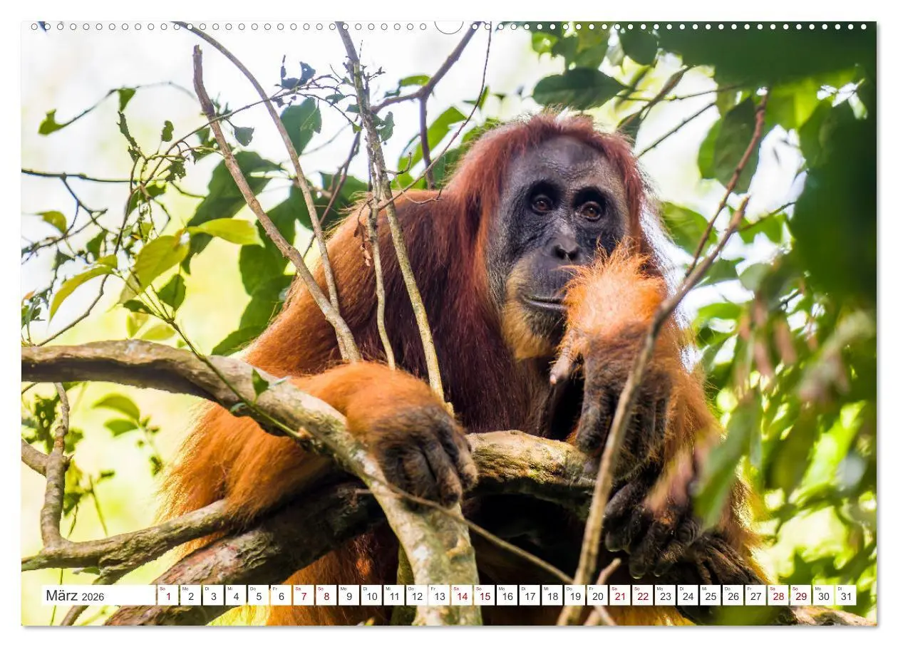 Bild: 9783457389706 | Gunung Leuser Nationalpark Sumatra (Wandkalender 2026 DIN A2 quer),...