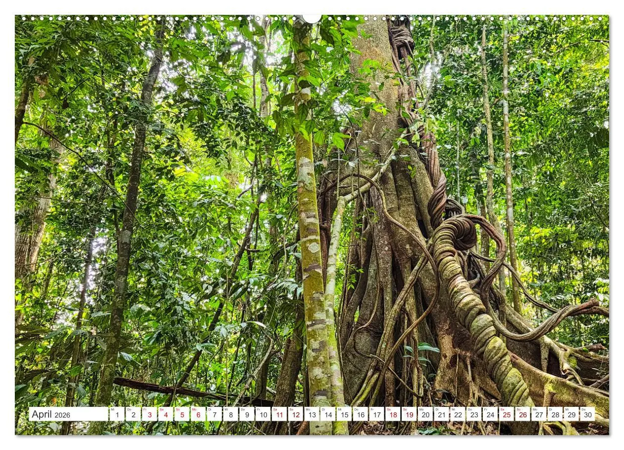 Bild: 9783457389706 | Gunung Leuser Nationalpark Sumatra (Wandkalender 2026 DIN A2 quer),...