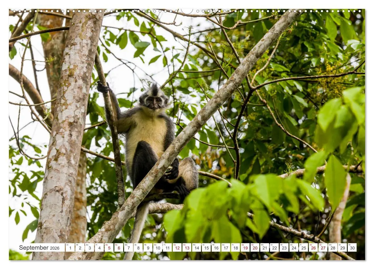 Bild: 9783457389706 | Gunung Leuser Nationalpark Sumatra (Wandkalender 2026 DIN A2 quer),...