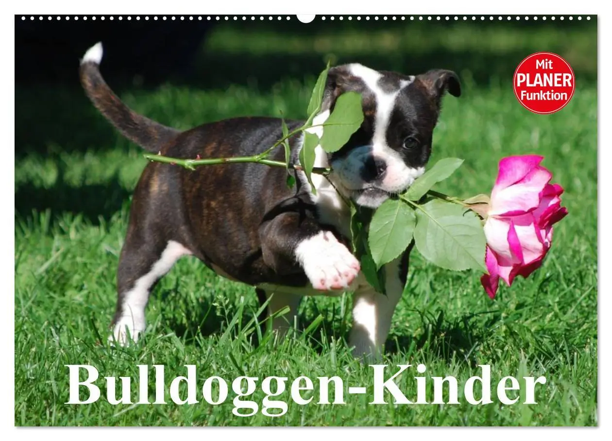 Cover: 9783457999806 | Bulldoggen-Kinder (Wandkalender 2026 DIN A2 quer), CALVENDO...