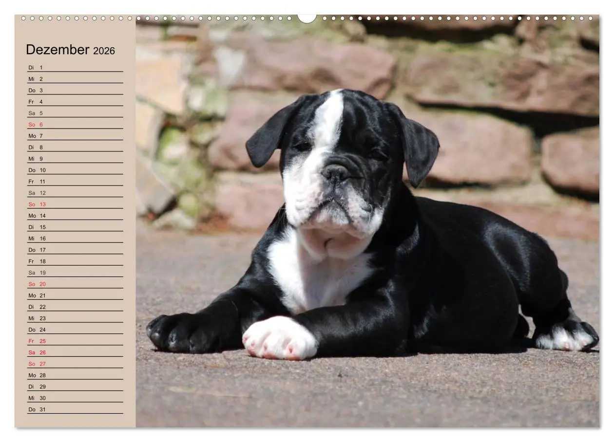 Bild: 9783457999806 | Bulldoggen-Kinder (Wandkalender 2026 DIN A2 quer), CALVENDO...