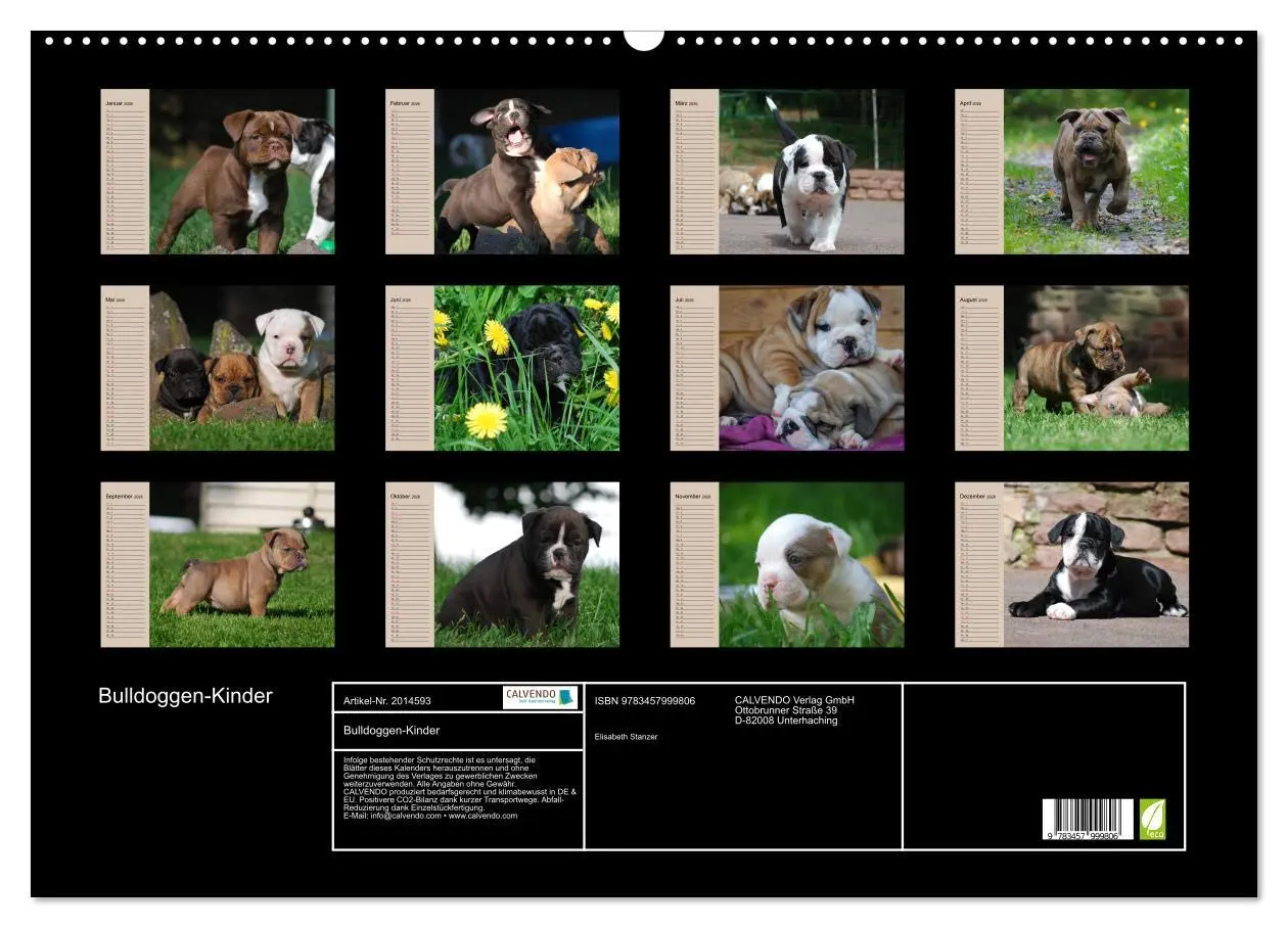 Bild: 9783457999806 | Bulldoggen-Kinder (Wandkalender 2026 DIN A2 quer), CALVENDO...
