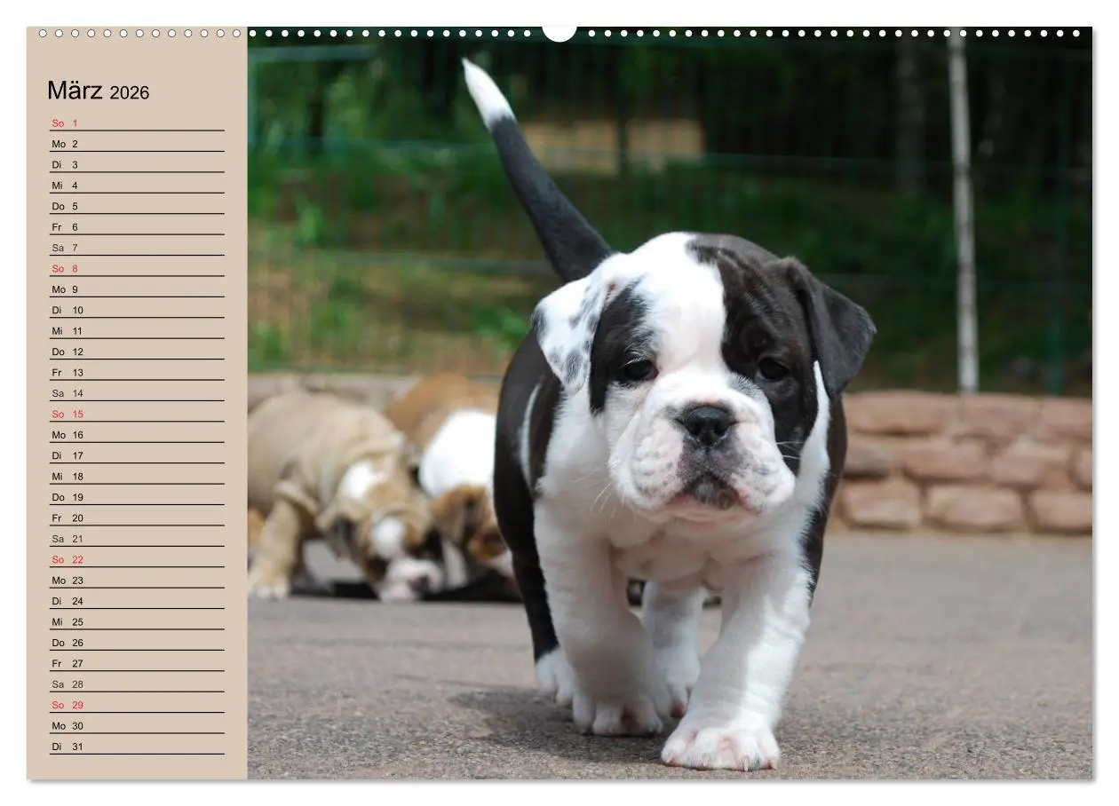 Bild: 9783457999806 | Bulldoggen-Kinder (Wandkalender 2026 DIN A2 quer), CALVENDO...