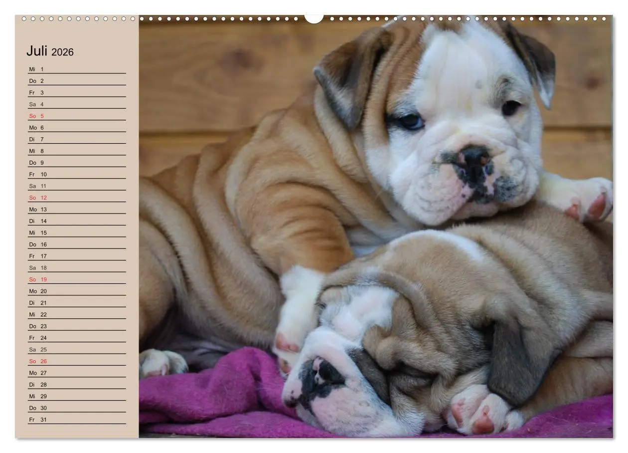 Bild: 9783457999806 | Bulldoggen-Kinder (Wandkalender 2026 DIN A2 quer), CALVENDO...