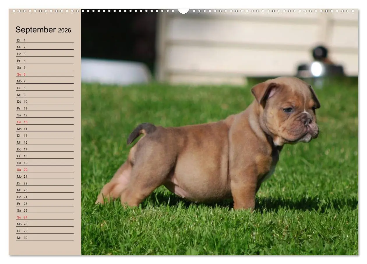 Bild: 9783457999806 | Bulldoggen-Kinder (Wandkalender 2026 DIN A2 quer), CALVENDO...