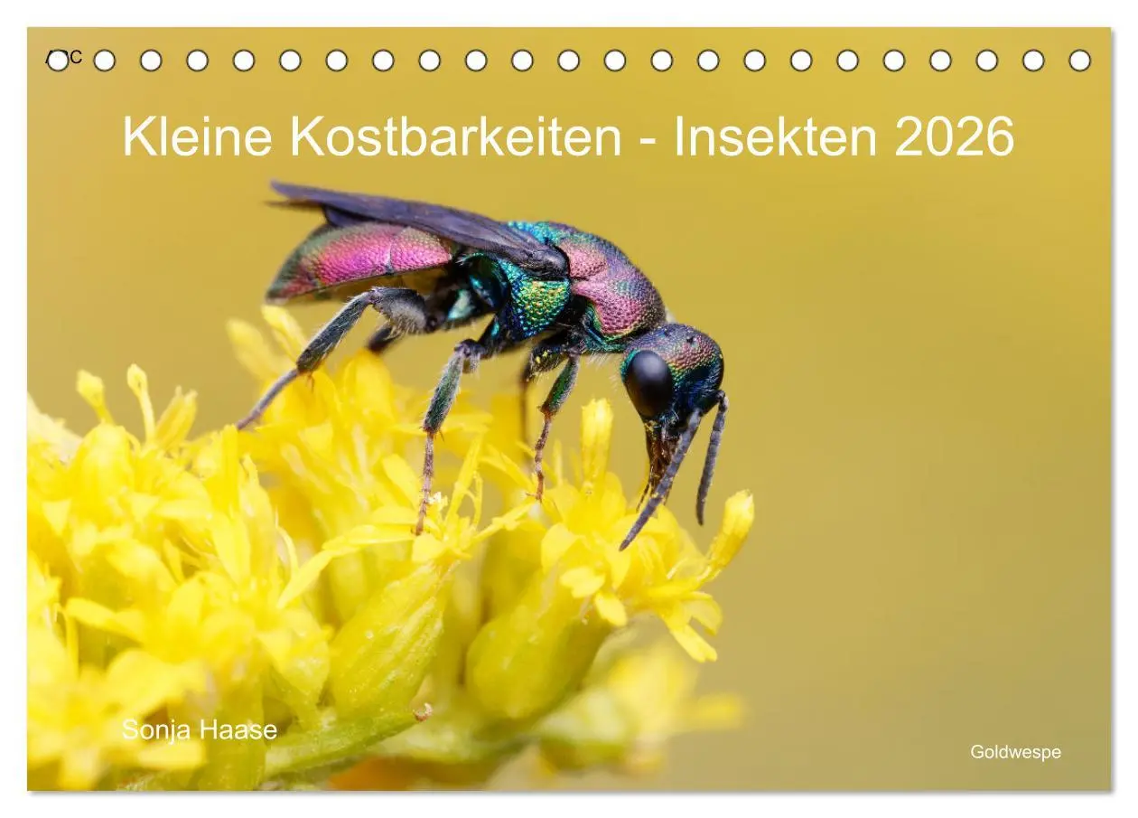 Cover: 9783457439906 | Kleine Kostbarkeiten Insekten (Tischkalender 2026 DIN A5 quer),...