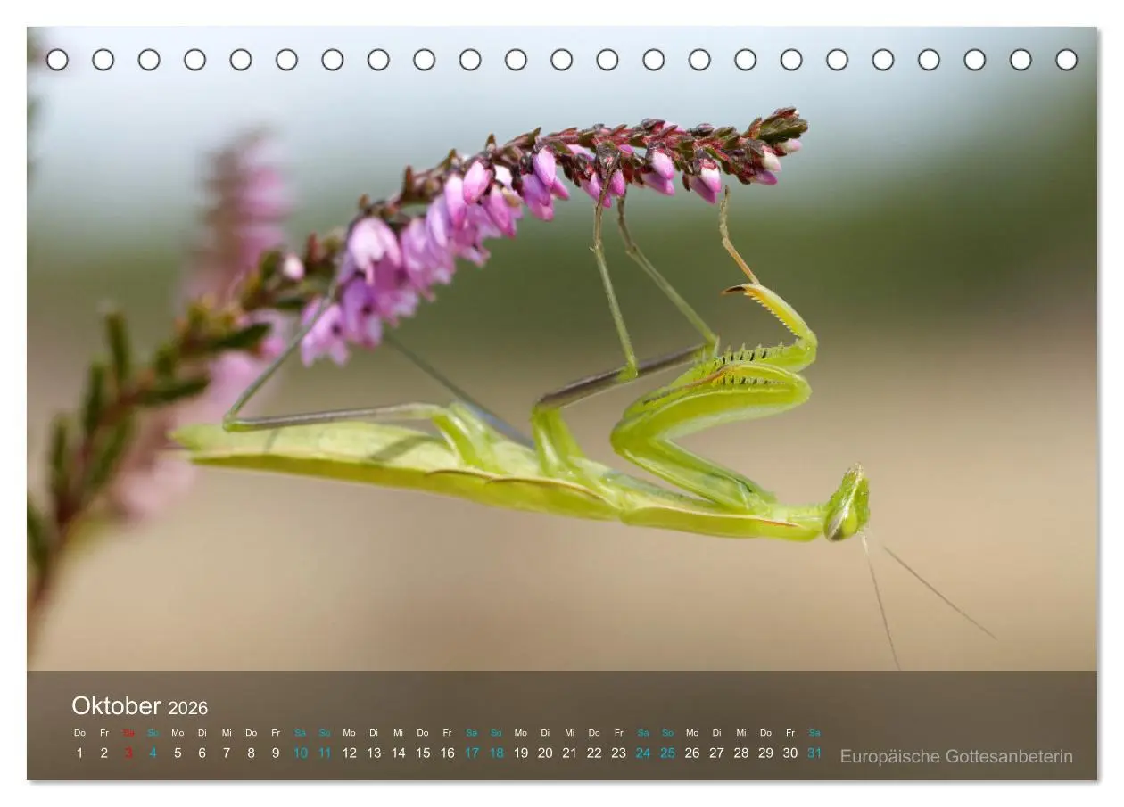 Bild: 9783457439906 | Kleine Kostbarkeiten Insekten (Tischkalender 2026 DIN A5 quer),...