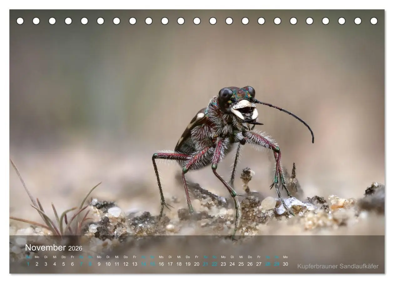 Bild: 9783457439906 | Kleine Kostbarkeiten Insekten (Tischkalender 2026 DIN A5 quer),...