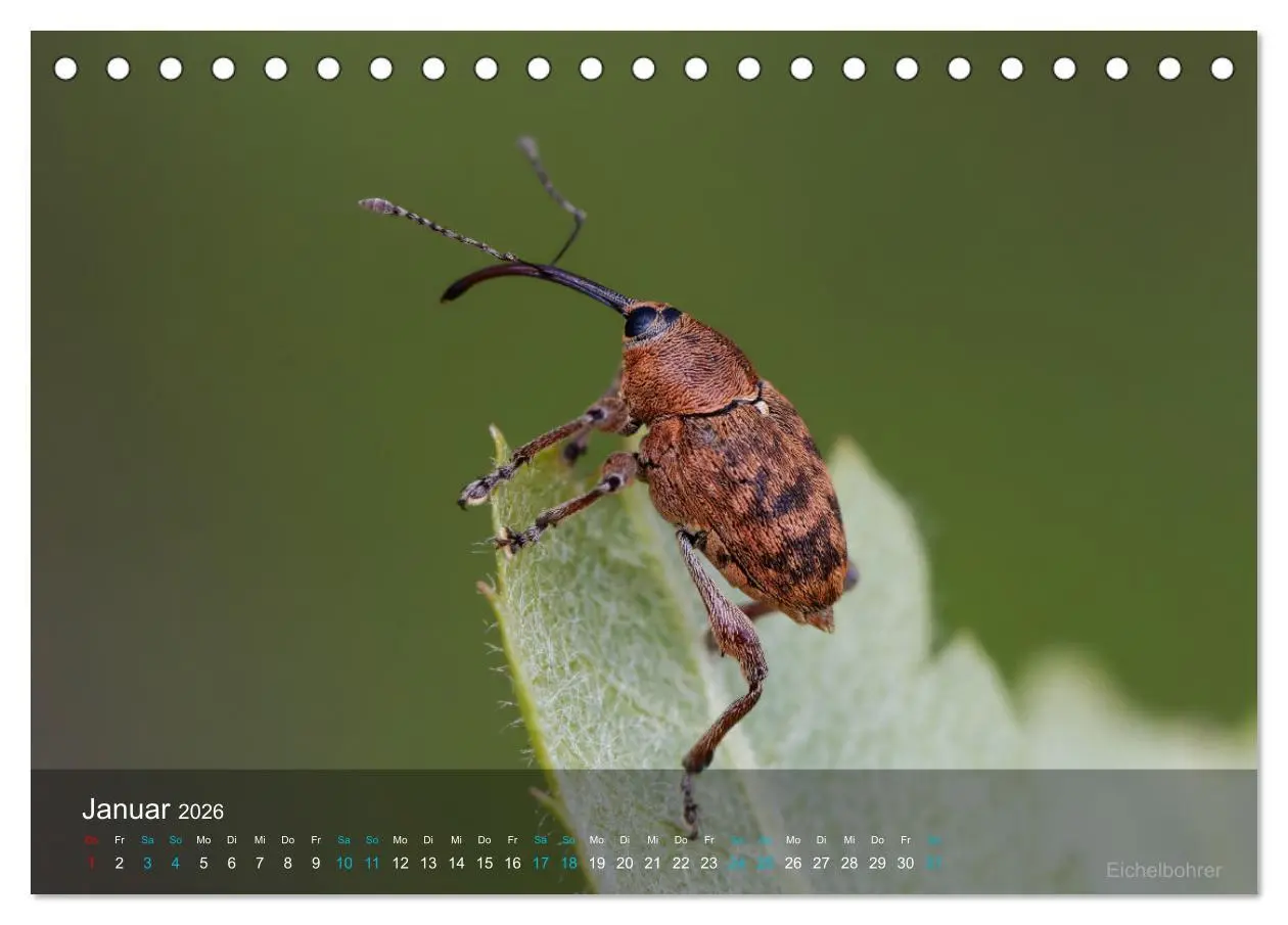 Bild: 9783457439906 | Kleine Kostbarkeiten Insekten (Tischkalender 2026 DIN A5 quer),...